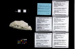 Foto (Objekt + Etikett) von Bullariscus patruliusi (Robins, Feldmann & Schweitzer, 2013)  (NHMW-GEO-1990-0041-3980a)